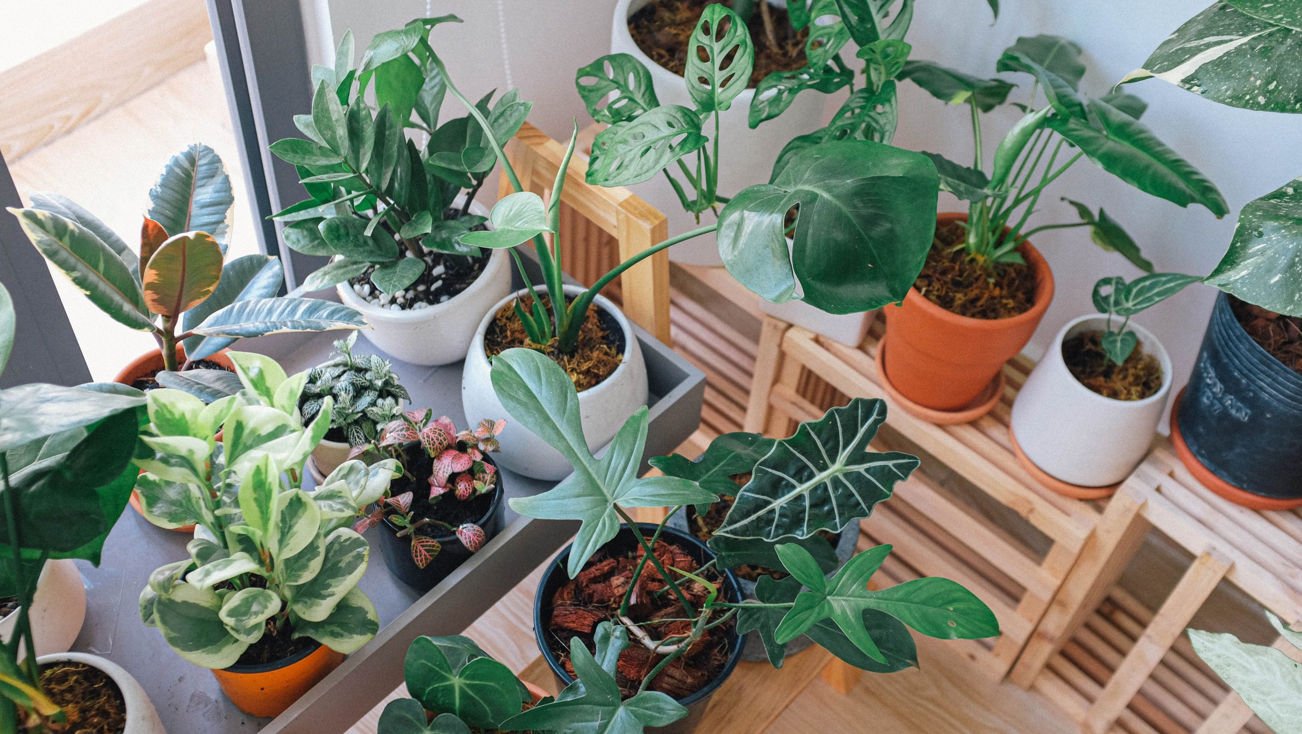 Green leaf potted indoor plants